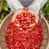 AQUIARES PEABERRY - COSTA RICA - Image 6