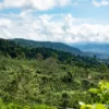 AQUIARES PEABERRY - COSTA RICA - Image 7