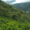 ORGANIC PERU - ARCENDIO DUREZ - Image 3