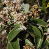 Organic Colombia - SINGLE ORIGIN - Image 2